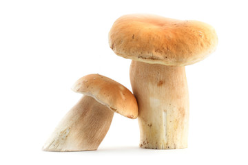Edible boletus mushrooms