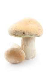 Edible boletus mushrooms