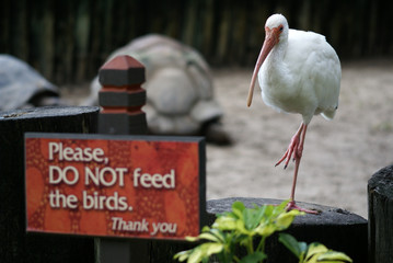 White ibis and the table with worning "Do not feed the birds"