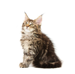 maine coon kitten