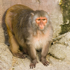 Rhesus monkey - square image