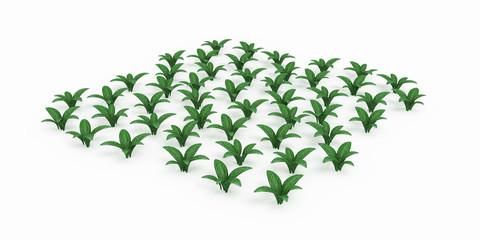 Obraz premium Planted