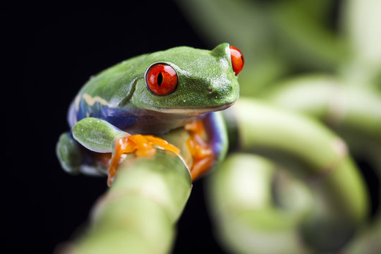 Frog - small animal