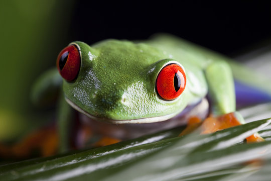 Red eyed leaf frog