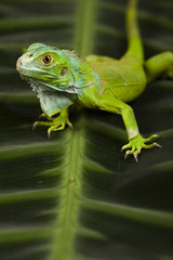 Lizard - iguana
