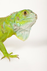 close-up on a iguana