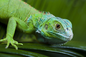 Fototapeta premium Anole lizard