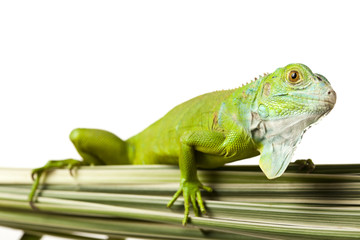 Iguana