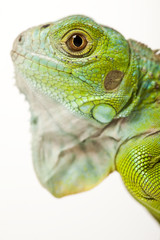 Lizard - iguana