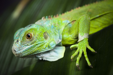 Bearded Dragon