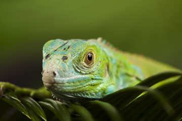 Gecko