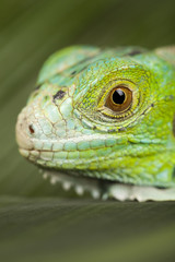 close-up on a iguana