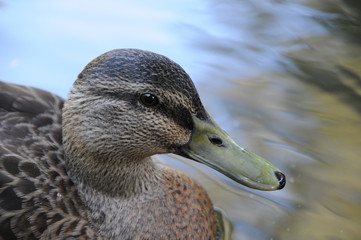 Ente