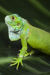 Naklejka premium Lizard - iguana