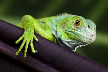 Lizard - iguana