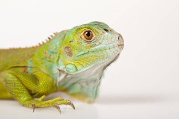 Iguana isolated on white background