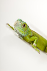 Lizard - iguana
