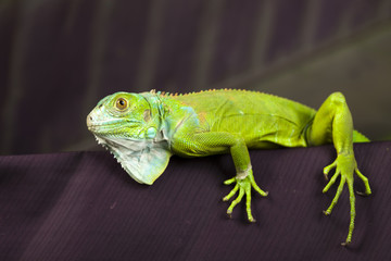 Lizard - iguana