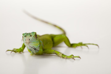 Iguana isolated on white background