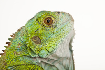 Iguana as a dragon