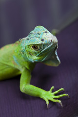Lizard - iguana