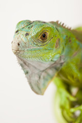 Iguana isolated on white background