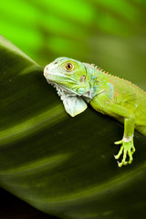 Anole lizard