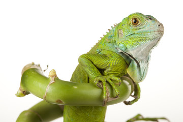 Iguana isolated on white background