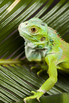 A picture of iguana - small dragon, lizard, gecko