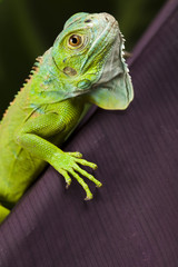 Lizard - iguana
