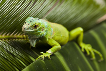 Lizard - iguana