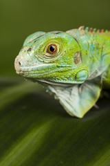 Iguana