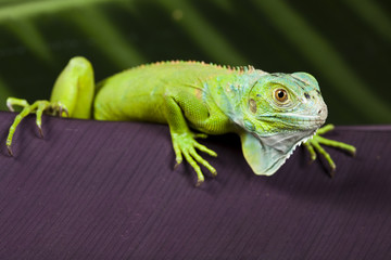 Anole lizard