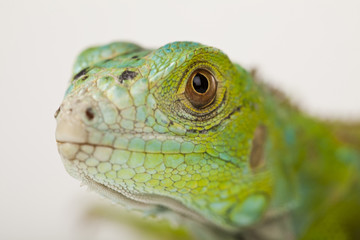 Lizard - iguana