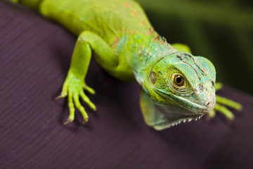 A picture of iguana - small dragon
