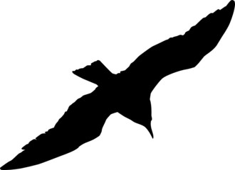Möve