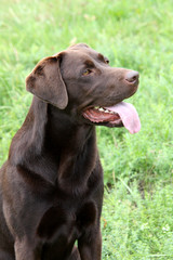 Brauner Labrador