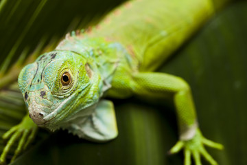 Iguana