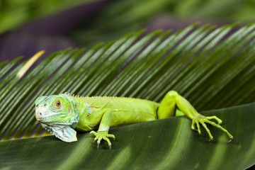 Iguana as a dragon