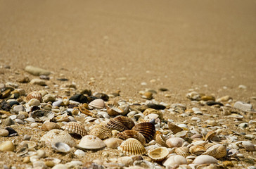 Muscheln