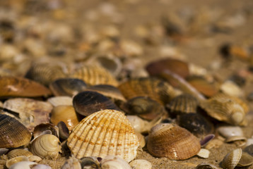 Muscheln