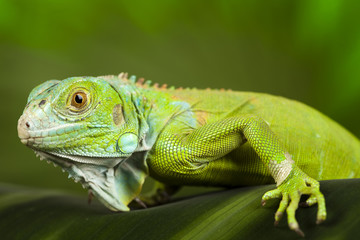 Bearded Dragon