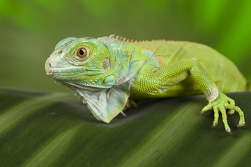 close-up on a iguana
