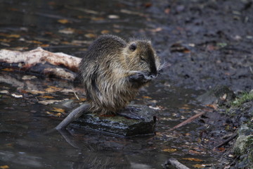 Nutria