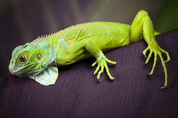 Iguana in the wild