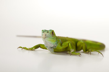 Iguana isolated on white background