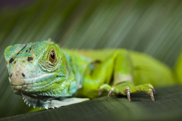 Iguana in the wild