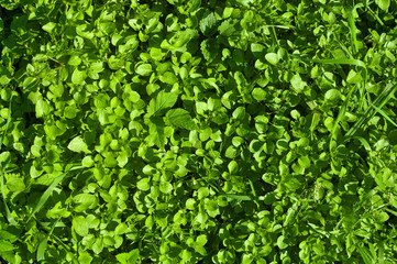 Chickweed background