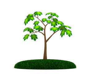 Fototapeta na wymiar Simple maple tree in grass (3d render)