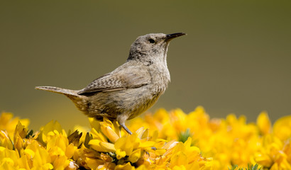 Cobb's Wren